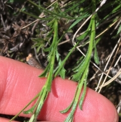 Vittadinia cuneata var. cuneata at Mount Clear, ACT - 17 Oct 2021