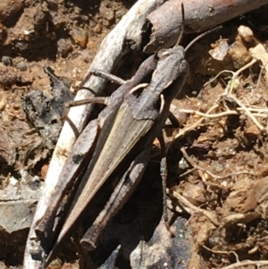 Cryptobothrus chrysophorus at Mount Clear, ACT - 17 Oct 2021