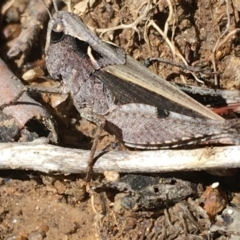 Cryptobothrus chrysophorus at Mount Clear, ACT - 17 Oct 2021