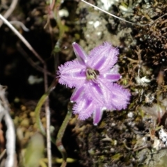 Thysanotus patersonii (Twining Fringe Lily) at Chiltern-Mt Pilot National Park - 16 Oct 2021 by KylieWaldon