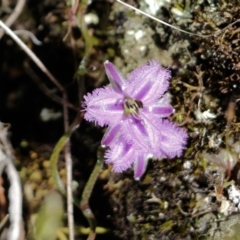 Thysanotus patersonii (Twining Fringe Lily) at Chiltern, VIC - 17 Oct 2021 by KylieWaldon