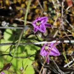 Thysanotus patersonii at Chiltern, VIC - 17 Oct 2021