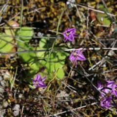 Thysanotus patersonii at Chiltern, VIC - 17 Oct 2021