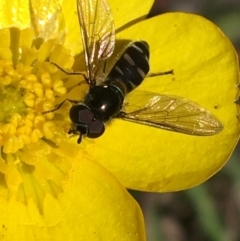 Syrphini sp. (tribe) (Unidentified syrphine hover fly) at Mount Clear, ACT - 17 Oct 2021 by Ned_Johnston
