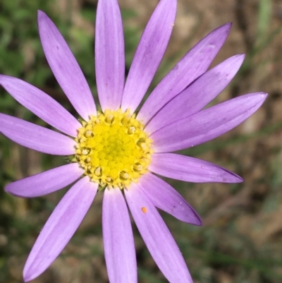 Calotis scabiosifolia var. integrifolia (Rough Burr-daisy) at Booth, ACT - 17 Oct 2021 by Ned_Johnston