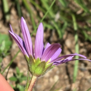 Calotis scabiosifolia var. integrifolia at Booth, ACT - 17 Oct 2021