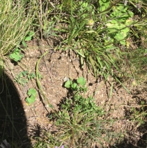 Calotis scabiosifolia var. integrifolia at Booth, ACT - 17 Oct 2021