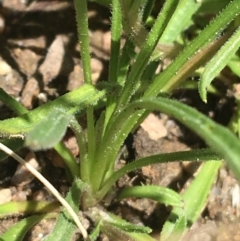 Calotis scabiosifolia var. integrifolia at Booth, ACT - 17 Oct 2021