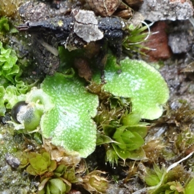 Lunularia cruciata (A thallose liverwort) at Bruce, ACT - 16 Oct 2021 by JanetRussell