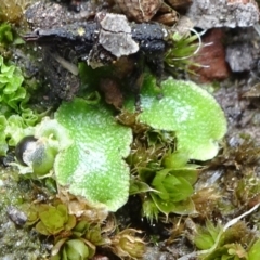 Lunularia cruciata (A thallose liverwort) at Bruce, ACT - 15 Oct 2021 by JanetRussell