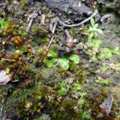 Lunularia cruciata at Bruce, ACT - 16 Oct 2021