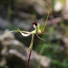 Caladenia tentaculata (Fringed Spider Orchid) at Chiltern-Mt Pilot National Park - 16 Oct 2021 by KylieWaldon