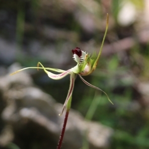 Caladenia tentaculata at Chiltern, VIC - suppressed