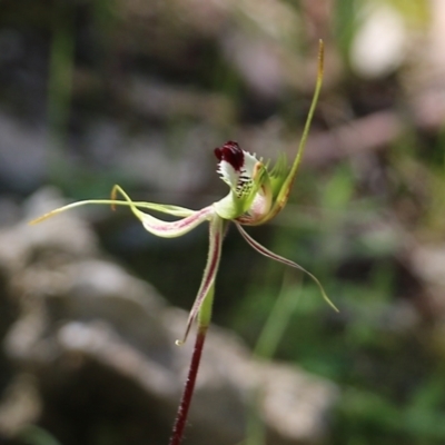 Caladenia tentaculata (Fringed Spider Orchid) at Chiltern, VIC - 16 Oct 2021 by KylieWaldon