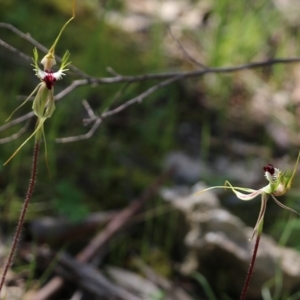 Caladenia tentaculata at Chiltern, VIC - 17 Oct 2021