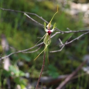 Caladenia tentaculata at Chiltern, VIC - suppressed