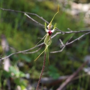 Caladenia tentaculata at Chiltern, VIC - 17 Oct 2021