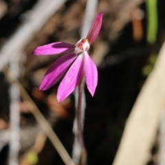 Caladenia carnea (Pink Fingers) at Chiltern-Mt Pilot National Park - 16 Oct 2021 by KylieWaldon