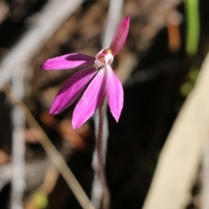 Caladenia carnea at Chiltern, VIC - suppressed