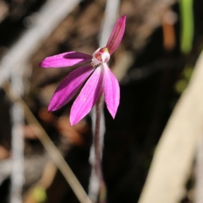 Caladenia carnea (Pink Fingers) at Chiltern-Mt Pilot National Park - 16 Oct 2021 by KylieWaldon