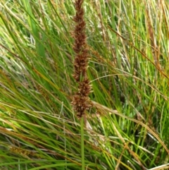Carex appressa (Tall Sedge) at Felltimber Creek NCR - 17 Oct 2021 by ClaireSee