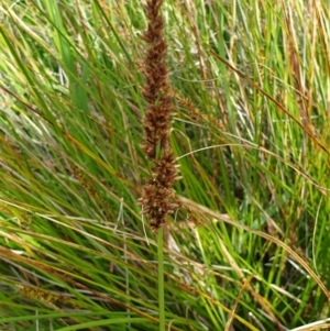 Carex appressa at West Wodonga, VIC - 17 Oct 2021 12:27 PM