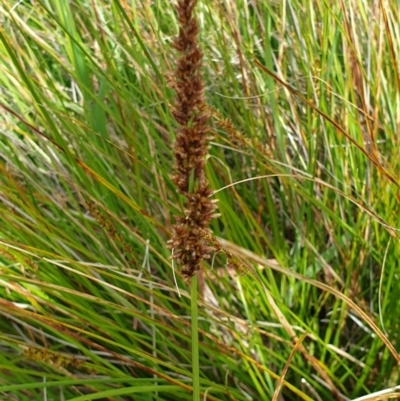Carex appressa (Tall Sedge) at Felltimber Creek NCR - 17 Oct 2021 by ClaireSee