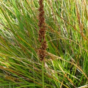 Carex appressa at West Wodonga, VIC - 17 Oct 2021