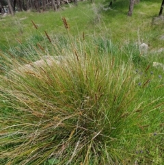 Carex appressa at West Wodonga, VIC - 17 Oct 2021 12:27 PM