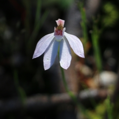 Caladenia carnea (Pink Fingers) at Chiltern-Mt Pilot National Park - 16 Oct 2021 by KylieWaldon