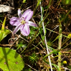 Thysanotus patersonii (Twining Fringe Lily) at West Wodonga, VIC - 17 Oct 2021 by ClaireSee