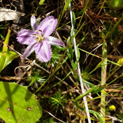 Thysanotus patersonii (Twining Fringe Lily) at Felltimber Creek NCR - 17 Oct 2021 by ClaireSee