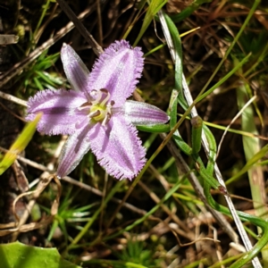 Thysanotus patersonii at West Wodonga, VIC - 17 Oct 2021