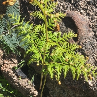 Hypolepis (genus) (A Ground Fern) at Mount Clear, ACT - 17 Oct 2021 by NedJohnston