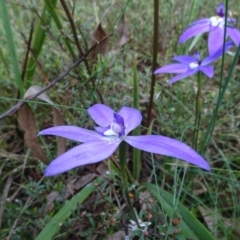 Glossodia major (Wax Lip Orchid) at Gossan Hill - 15 Oct 2021 by JanetRussell