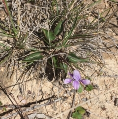 Viola betonicifolia (Mountain Violet) at Namadgi National Park - 17 Oct 2021 by Ned_Johnston