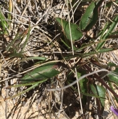 Viola betonicifolia at Mount Clear, ACT - 17 Oct 2021 01:51 PM