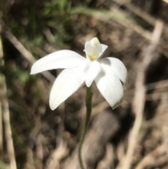 Glossodia major (Wax Lip Orchid) at Tidbinbilla Nature Reserve - 17 Oct 2021 by GG