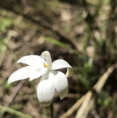 Glossodia major at Paddys River, ACT - suppressed