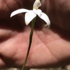 Glossodia major at Paddys River, ACT - suppressed