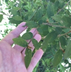 Pomaderris andromedifolia (Yellow Pomaderris) at Paddys River, ACT - 9 Oct 2021 by Tapirlord