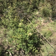 Pomaderris andromedifolia at Paddys River, ACT - 9 Oct 2021