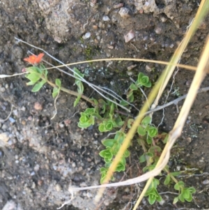 Lysimachia arvensis at Mount Clear, ACT - 17 Oct 2021