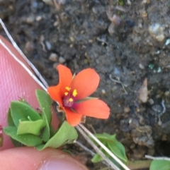 Lysimachia arvensis at Mount Clear, ACT - 17 Oct 2021