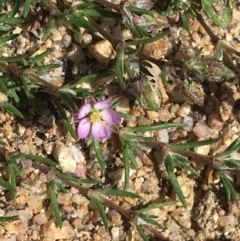 Spergularia rubra (Sandspurrey) at Mount Clear, ACT - 17 Oct 2021 by NedJohnston