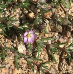 Spergularia rubra (Sandspurrey) at Mount Clear, ACT - 17 Oct 2021 by Ned_Johnston
