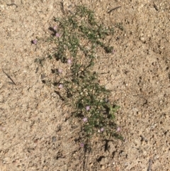 Spergularia rubra at Mount Clear, ACT - 17 Oct 2021 02:31 PM