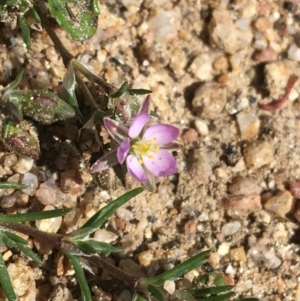 Spergularia rubra at Mount Clear, ACT - 17 Oct 2021 02:31 PM