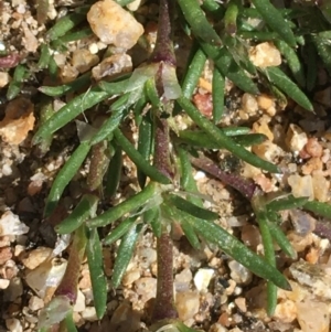 Spergularia rubra at Mount Clear, ACT - 17 Oct 2021