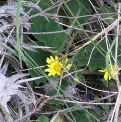 Cymbonotus sp. (preissianus or lawsonianus) (Bears Ears) at Mount Clear, ACT - 17 Oct 2021 by NedJohnston